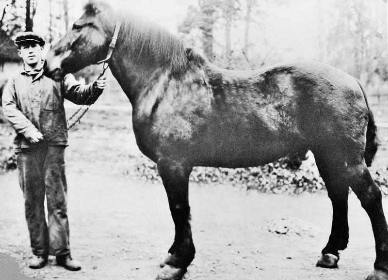Werner med Brunte 1935.